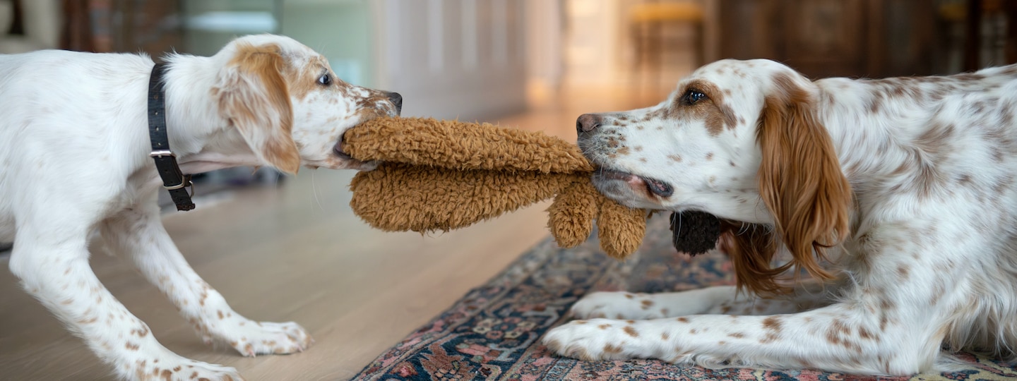 Two dogs playing tug with a toy indoors